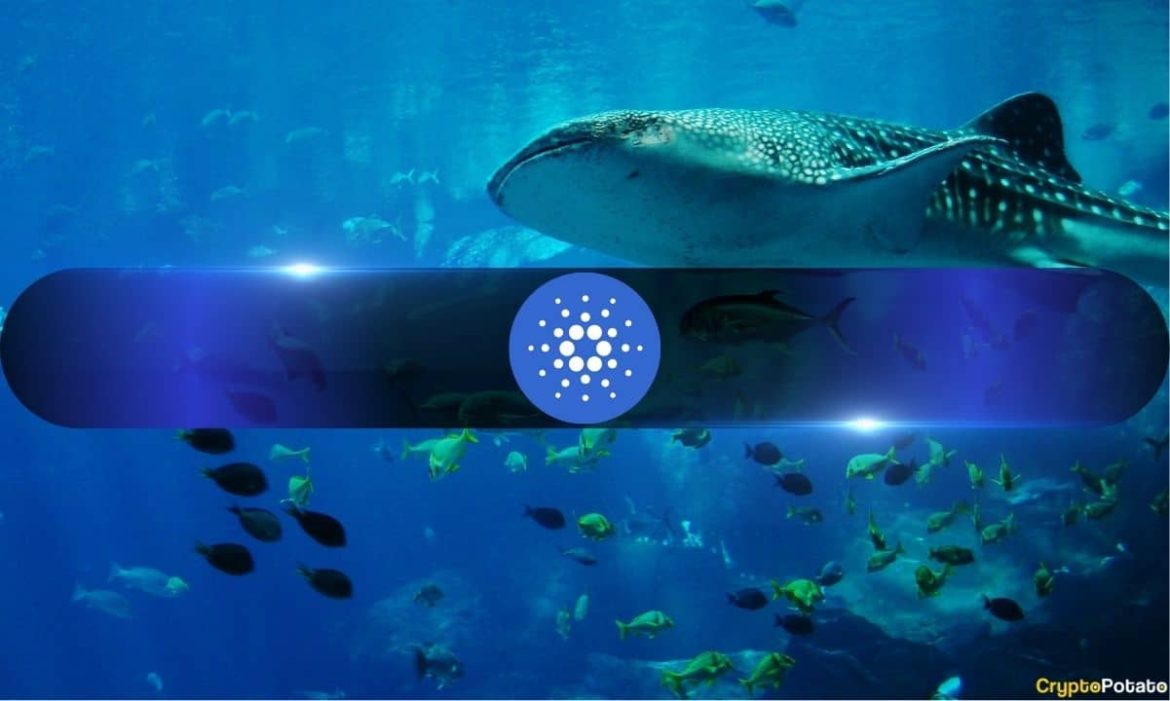 Cardano Whales Keep Buying as ADA Crashes 71% in 9 Months
